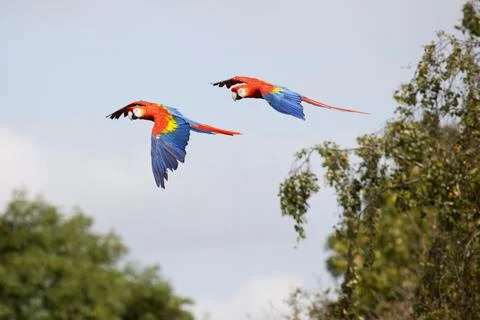 Scarlet Macaws in Flight Stock Photos