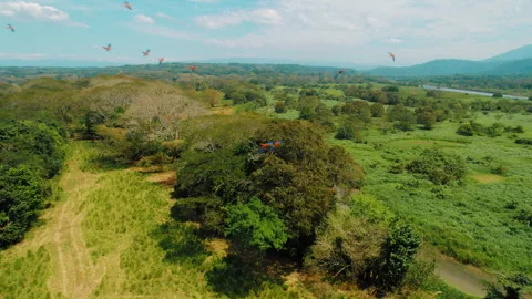 Scarlet Macaws fly over lush green forest and fields in Costa Rica Stock Footage 344914173