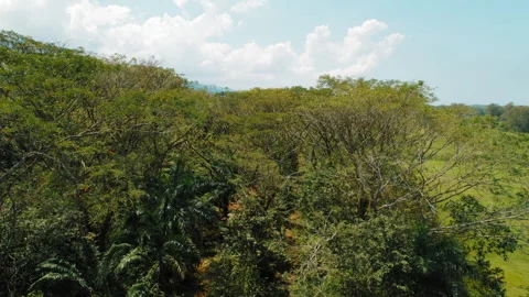 Scarlet macaws flying above dense tropical rainforest canopy across hilly Stock Footage 344913509