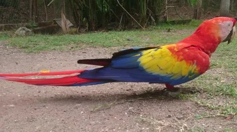 Scarlet Macaws Vidéo 65190608