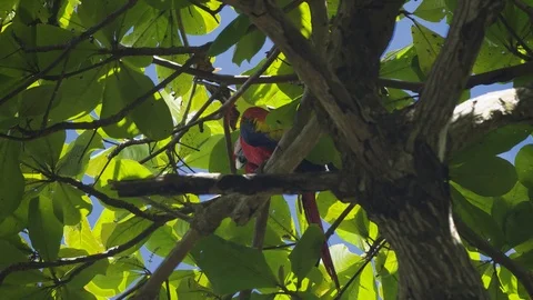 Scarlet Macaws foraging in tree Stock Footage 88844180