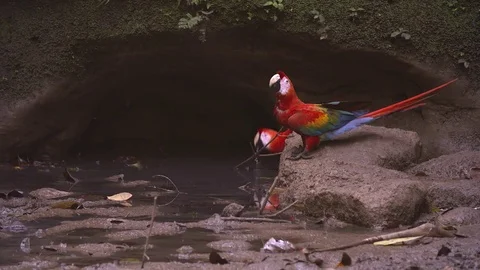 Scarlet Macaws - Parrots Stock Footage 73077585