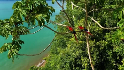 Scarlet Macaws Perched on a Tropical Tree Overlooking a Turquoise Ocean Stock Footage 301071297