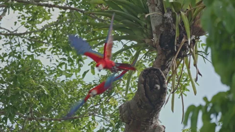 Scarlet macaws taking off Stock Footage 242352746