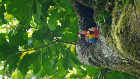 Scarlet Macaws in tree nest Stock Footage 88844084