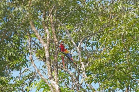 Scarlet Macaws in a Tropical Tree Stockfoto's