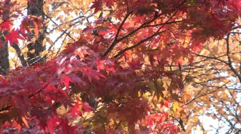 Scarlet maple tree in Japan Stock Footage 12436043