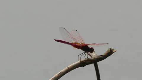 Scarlet Marsh Hawk Dragonfly Vídeo Stock 268413579