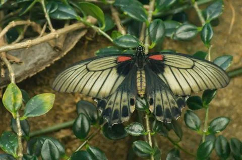 Scarlet Mormon Foto stock