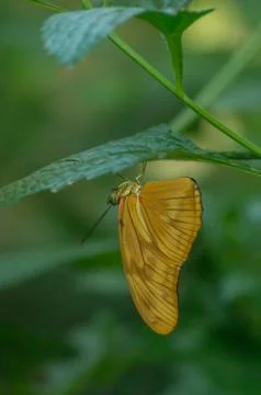 Scarlet Mormon Foto stock