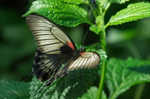 Scarlet Mormon Stock Photos