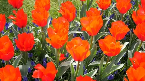 Scarlet red tulips Stock Footage 75071169