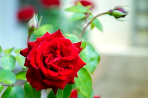 Scarlet rose-classical a declaration of love and tendernesses Stock Photos