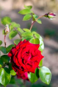 Scarlet rose-classical a declaration of love and tendernesses Stock Photos