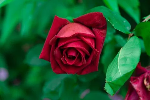 Scarlet rose Fotos de archivo