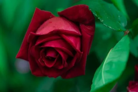 Scarlet rose Stock-Fotos