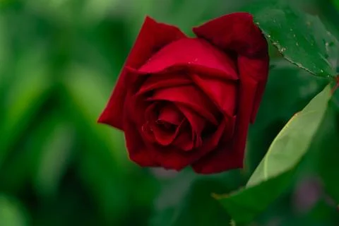 Scarlet rose 库存照片