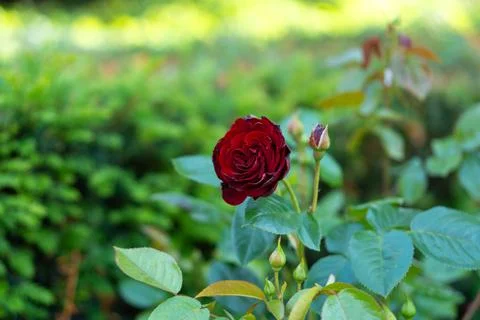 A scarlet rose on the stem 库存照片