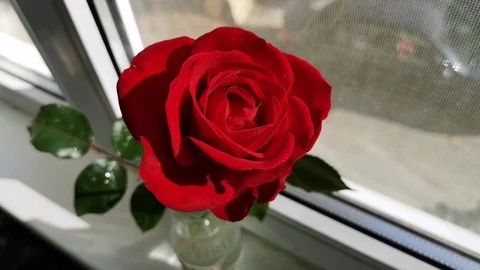 A scarlet rose in a vase by the window Stock Footage 122760700