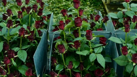 Scarlet roses in boxes before sorting Stock Footage 74236603