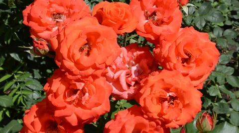Scarlet roses, fine plot. Vídeos de archivo 39687962