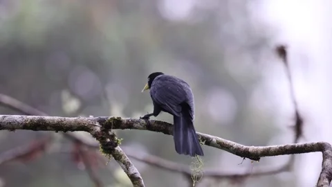 Scarlet-rumped Cacique on cloud forest feeding on moth Stock Footage 296488236