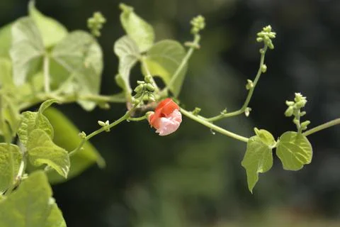 Scarlet runner bean Stock Photos