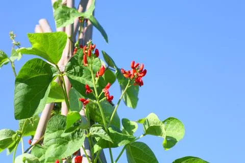 Scarlet runner beans Stock Photos