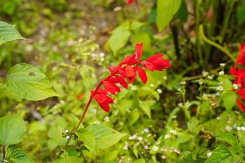 Scarlet sage Stock Photos