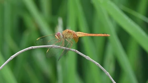 Scarlet skimmer dragonfly. Stock Footage 318465467