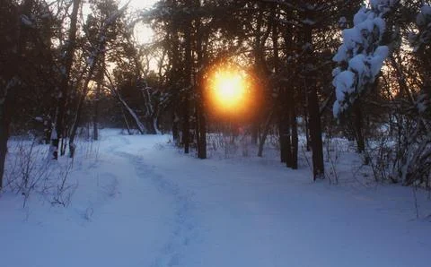 Scarlet sun between trees in winter forest Stock Photos