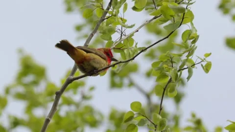 Scarlet tanager bird perched on tree branch in the wind during springtime Stock Footage 325611206