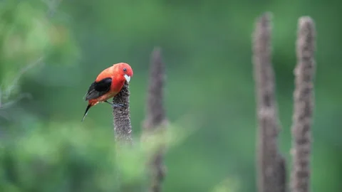 Scarlet Tanager Video stock 167293197