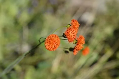 Scarlet tasselflower Stock Photos