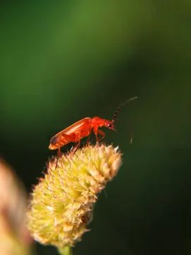 Scarlet Visitor Stock Photos