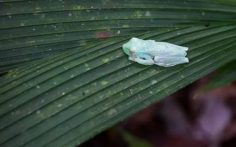 Scarlet-webbed tree frog sleeping on a leaf in Costa Rica Stock Photos