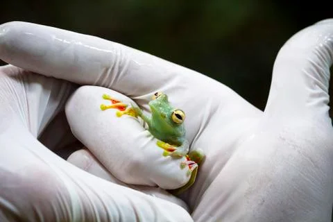 Scarlet-webbed treefrog being handled in Costa Rica Stock Photos