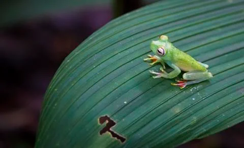 Scarlet-webbed treefrog on a leaf in Costa Rica Stock Photos