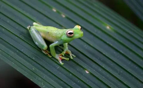 Scarlet-webbed treefrog on a leaf in Costa Rica Stock Photos