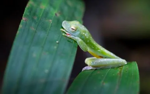 Scarlet-webbed treefrog sleeping in Costa Rica Stock Photos