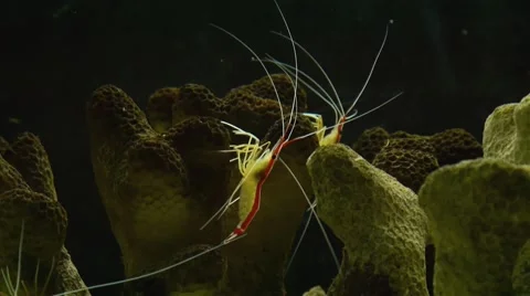 Scarlett Cleaner Shrimp Stock Footage 50314252