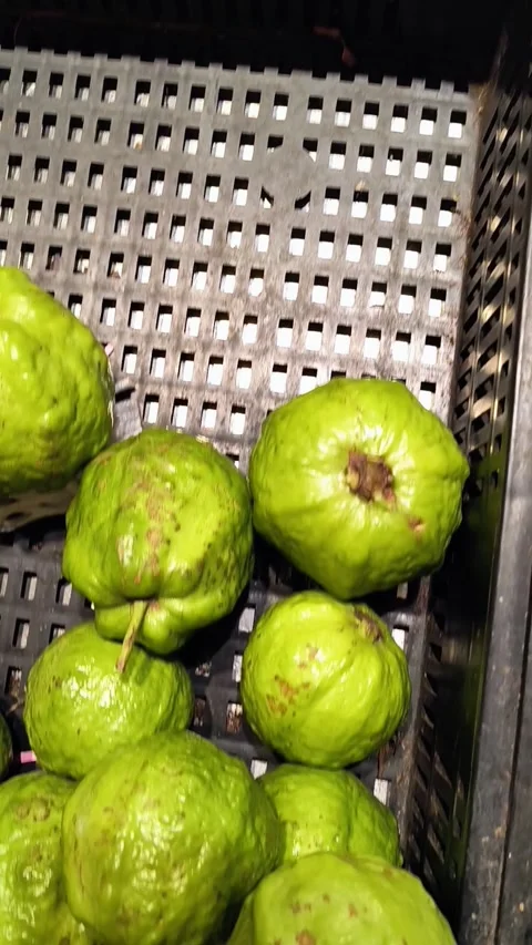 Scarred Guava Stock Footage 316742982