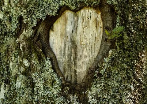 Scarred knothole on a tree in the shape of a heart Heart Puy de la Vache Stock Photos