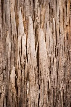 Scarred pattern Karri Tree Australia Foto stock