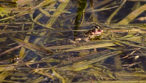 Scarred Stock Photos