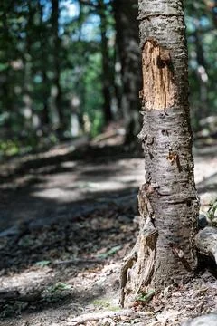 Scars on a forest tree. Stock Photos