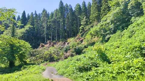 Scars left by heavy rain disaster Stock Footage 311741684