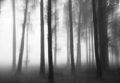 Scarwood Stock Photos