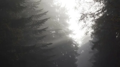 Scary And Misty Pine Forest In The Autumn Time, look from below Stock Footage 119385572