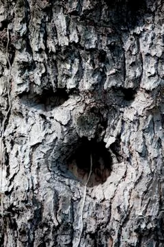 Scary bark Stock Photos
